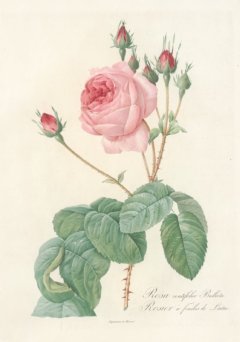 Rosa Centifolia Bullata (1817 - 1824) reproduction of painting by Pierre Joseph Redouté. ALL GICLEE PRINTS