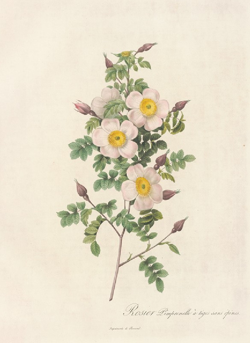 Rosa Pimpinellifolia Inermis (1817 - 1824) reproduction of painting by Pierre Joseph Redouté. ALL GICLEE PRINTS