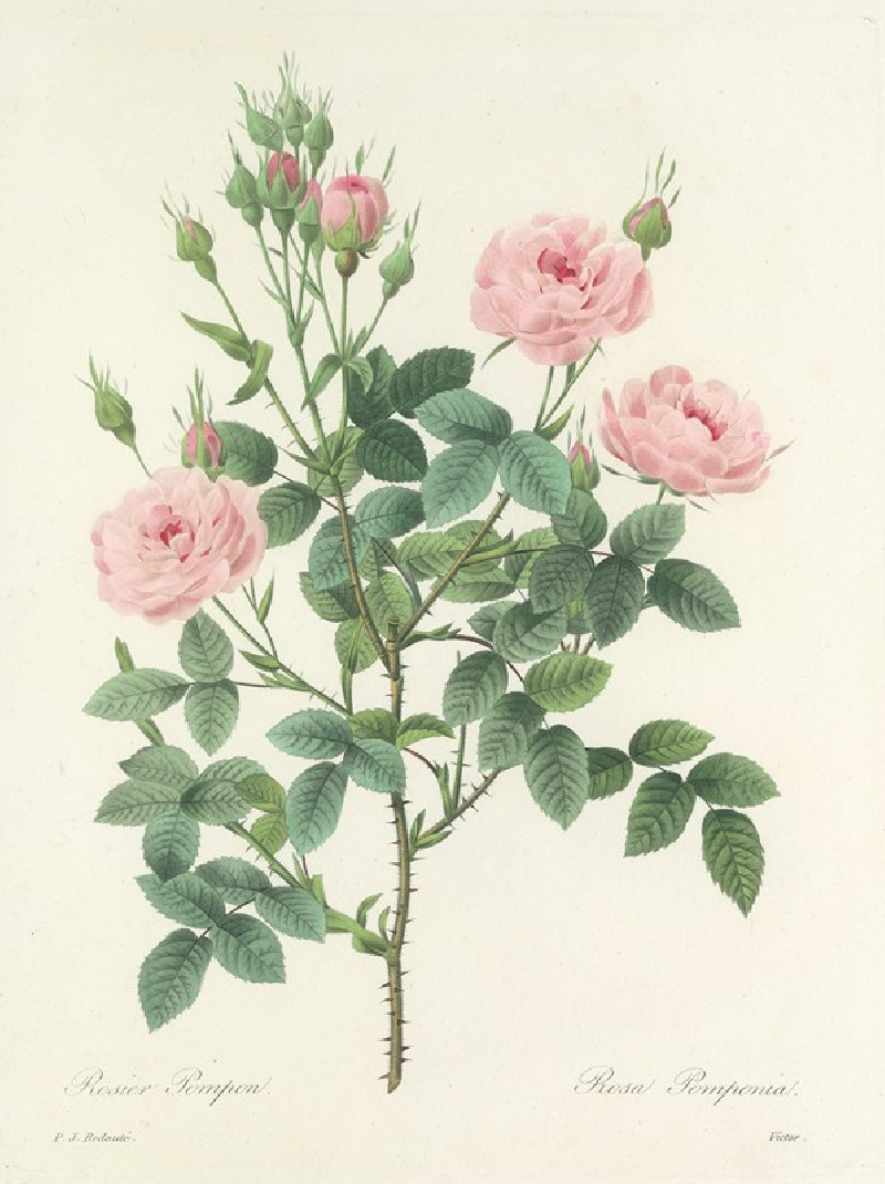 Choix des plus belles fleurs pl 101 (1827) reproduction of painting by Pierre Joseph Redouté. ALL GICLEE PRINTS