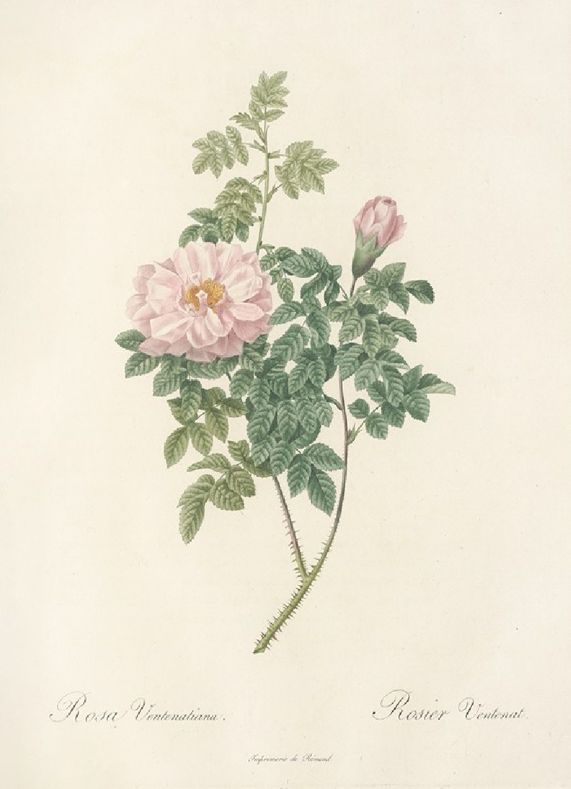 Rosa Ventenatiana (1817 - 1824) reproduction of painting by Pierre Joseph Redouté. ALL GICLEE PRINTS