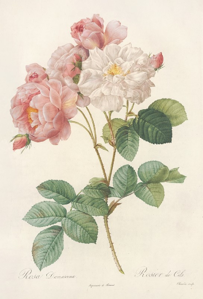 Rosa Damascena (1817 - 1824) reproduction of painting by Pierre Joseph Redouté. ALL GICLEE PRINTS