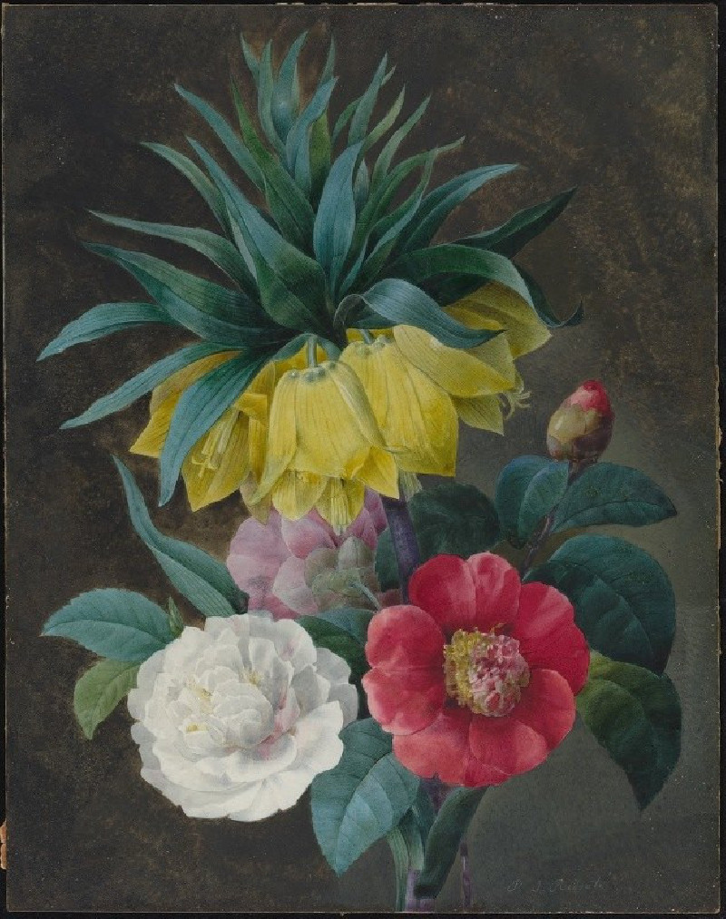 Four Peonies and a Crown Imperial reproduction of painting by Pierre Joseph Redouté. ALL GICLEE PRINTS