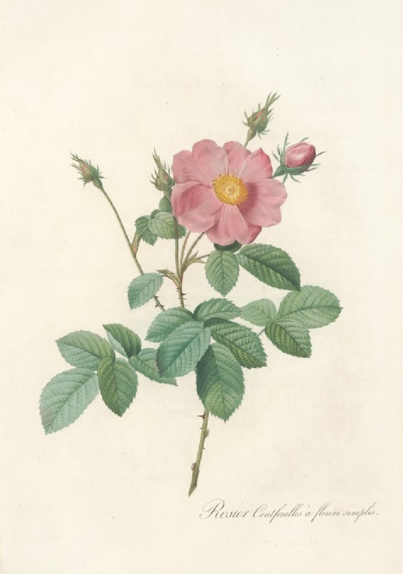 Pierre Joseph Redouté reprodukcija Rosa Centifolia Simplex (1817 - 1824), VISOS REPRODUKCIJOS , paveikslai, reprodukcijos int...