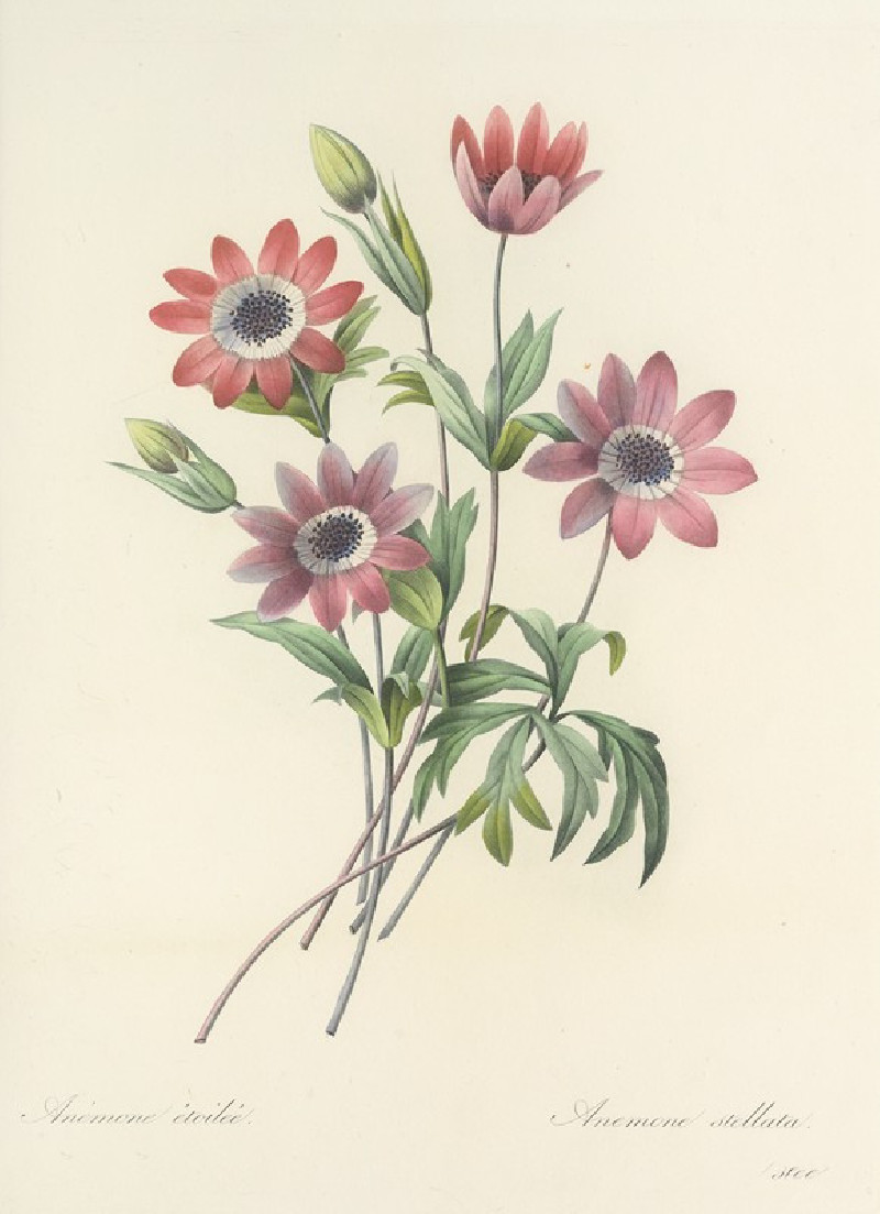 Choix des plus belles fleurs pl 009 (1827) reproduction of painting by Pierre Joseph Redouté. ALL GICLEE PRINTS