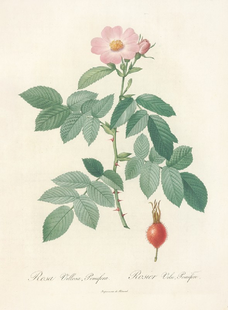 Rosa Villosa Pomifera (1817 - 1824) reproduction of painting by Pierre Joseph Redouté. ALL GICLEE PRINTS