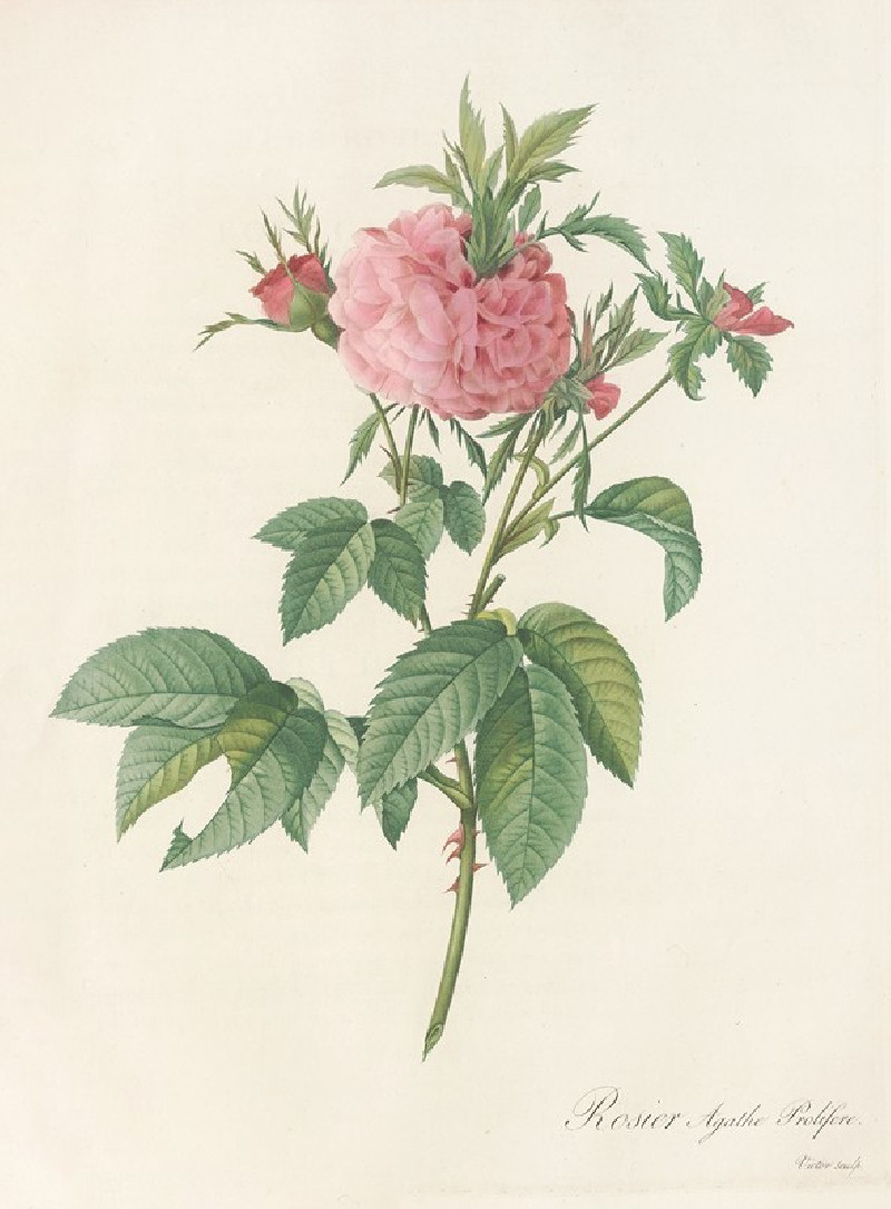 Rosa Gallica Agatha (Var. Prolifera) (1817 - 1824) reproduction of painting by Pierre Joseph Redouté. ALL GICLEE PRINTS