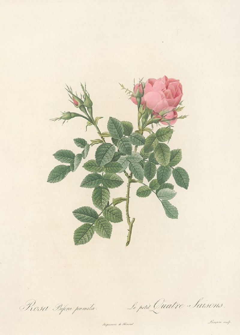 Pierre Joseph Redouté reprodukcija Rosa Bifera Pumila (1817 - 1824), VISOS REPRODUKCIJOS , paveikslai, reprodukcijos internetu