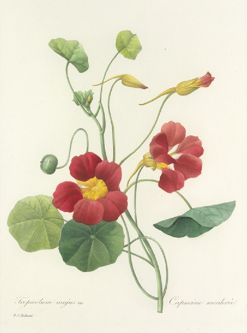 Pierre Joseph Redouté reprodukcija Choix des plus belles fleurs pl 106 (1827), VISOS REPRODUKCIJOS , paveikslai, reprodukcijo...