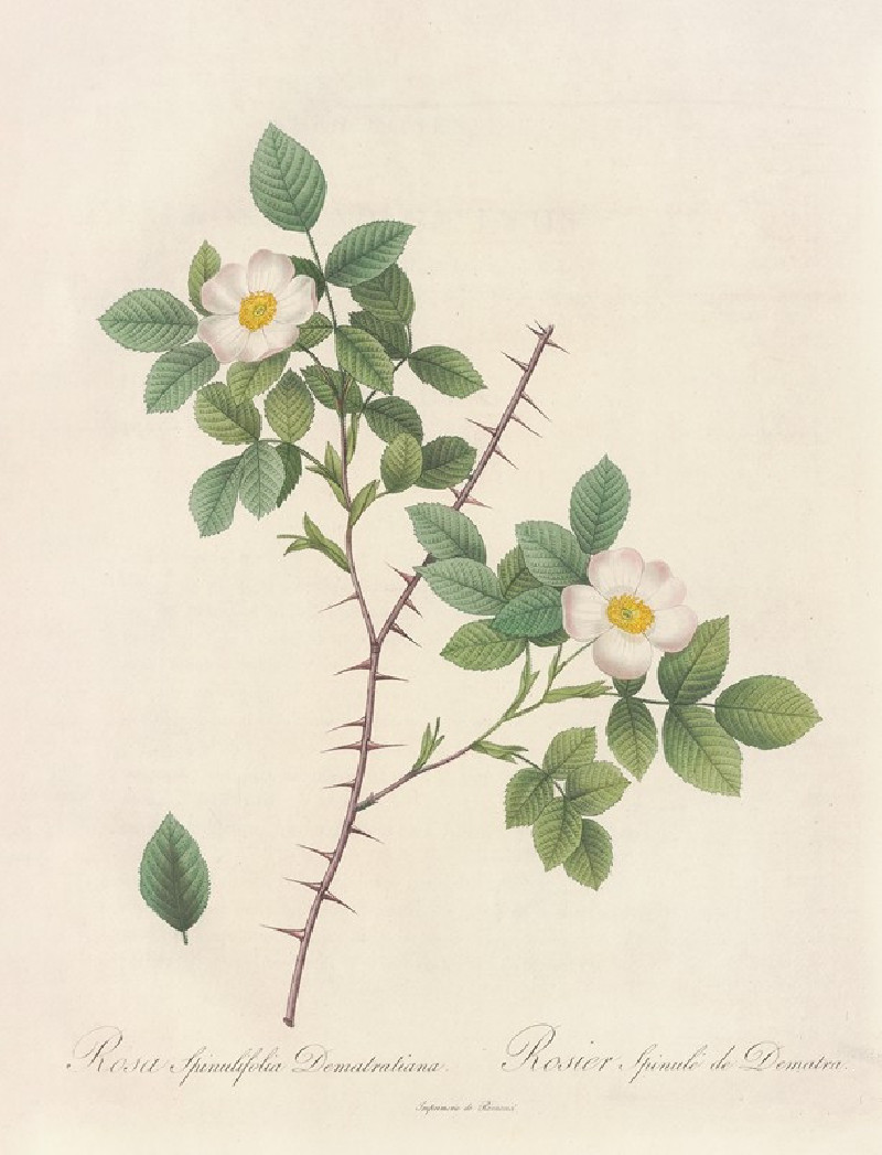 Rosa Spinulifolia Dematratiana (1817 - 1824) reproduction of painting by Pierre Joseph Redouté. ALL GICLEE PRINTS