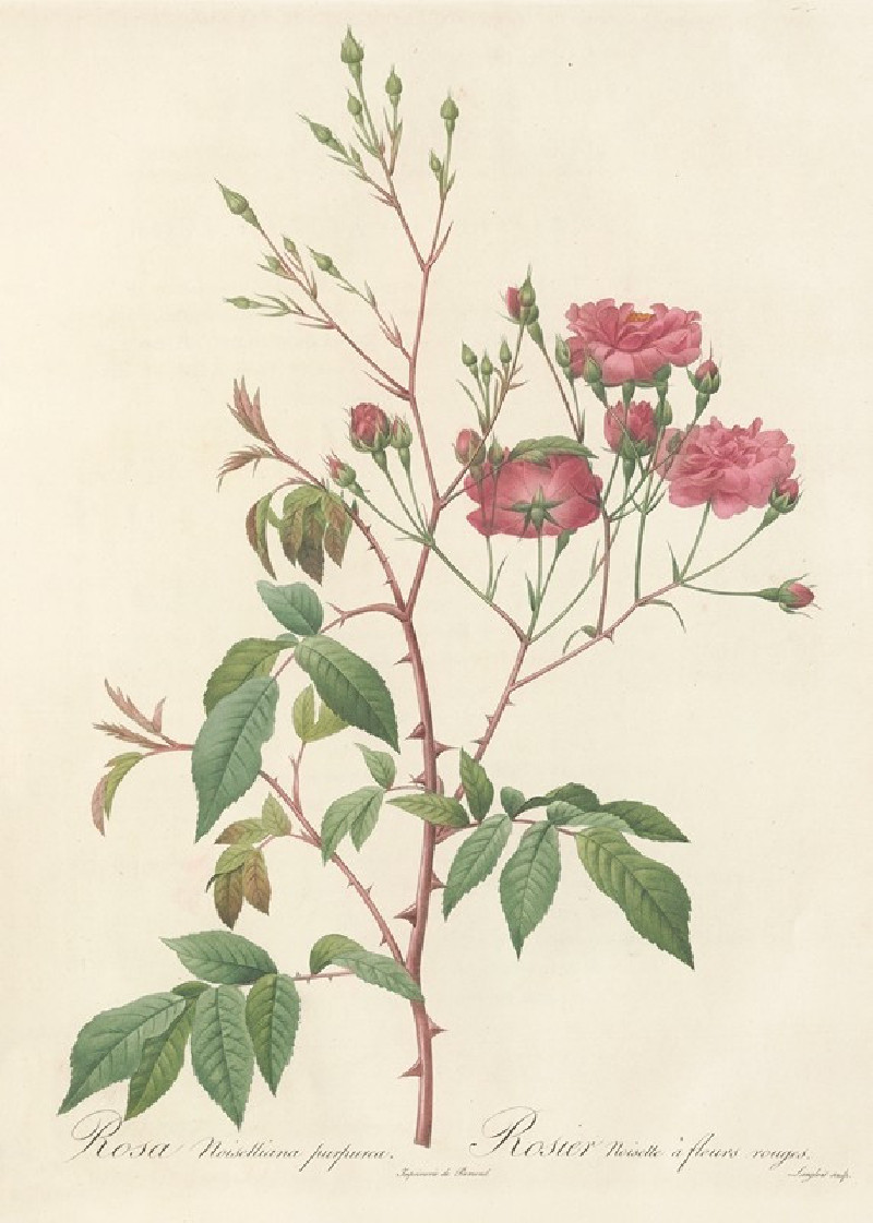 Rosa Noisettiana Purpurea (1817 - 1824) reproduction of painting by Pierre Joseph Redouté. ALL GICLEE PRINTS