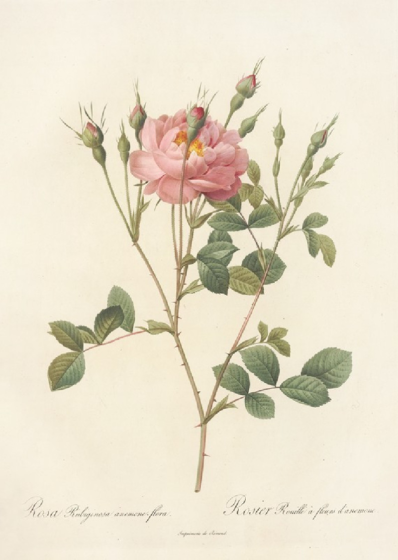 Rosa Rubiginosa Anemone-Flora (1817 - 1824) reproduction of painting by Pierre Joseph Redouté. ALL GICLEE PRINTS