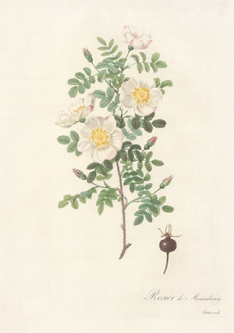 Rosa Pimpinellifolia Mariaeburgensis (1817 - 1824) reproduction of painting by Pierre Joseph Redouté. ALL GICLEE PRINTS