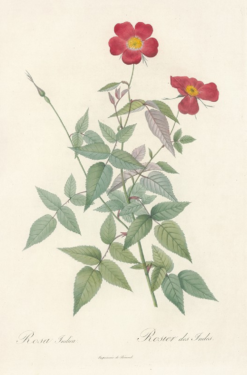 Rosa Indica (1817 - 1824) reproduction of painting by Pierre Joseph Redouté. ALL GICLEE PRINTS