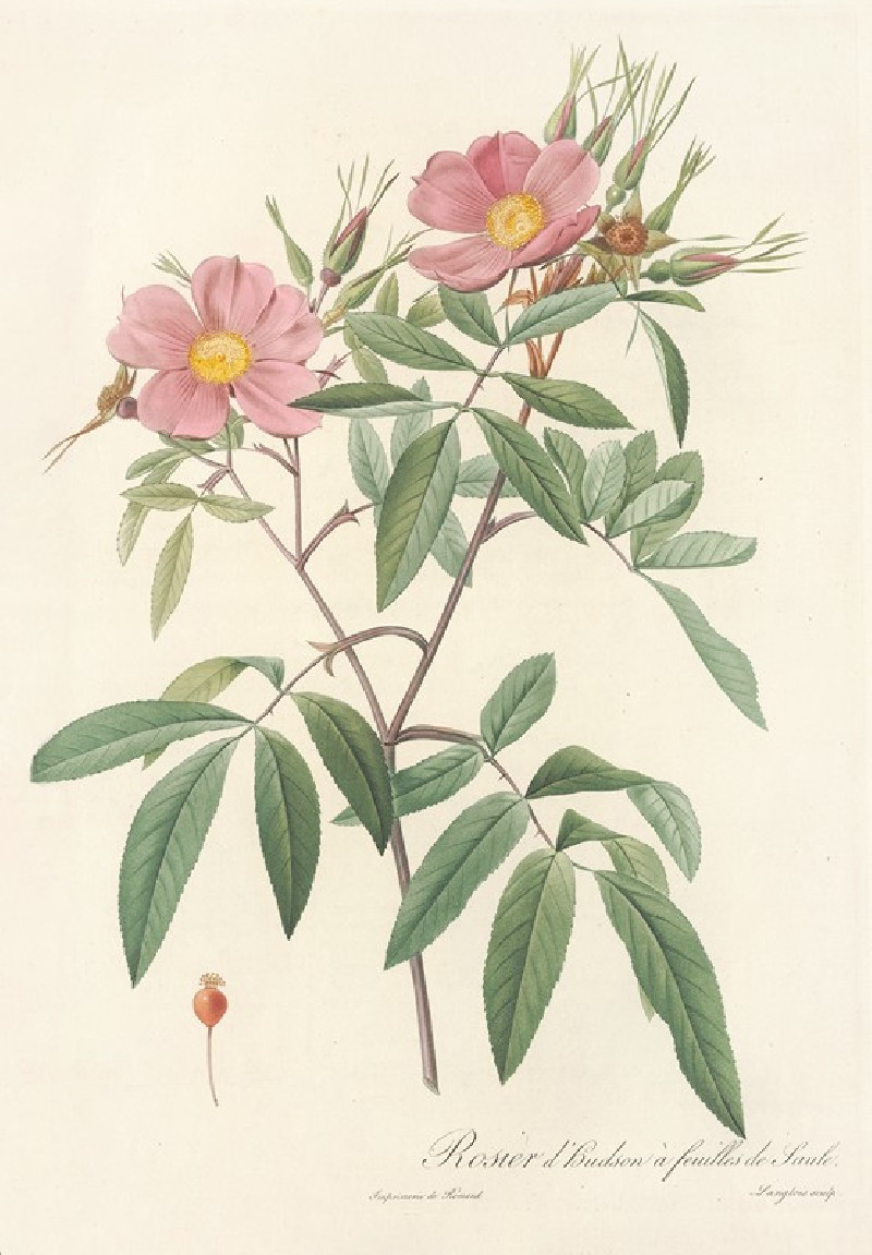 Pierre Joseph Redouté reprodukcija Rosa Hudsoniana Salicifolia (1817 - 1824), VISOS REPRODUKCIJOS , paveikslai, reprodukcijos...