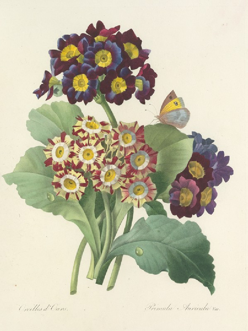 Choix des plus belles fleurs pl 080 (1827) reproduction of painting by Pierre Joseph Redouté. ALL GICLEE PRINTS