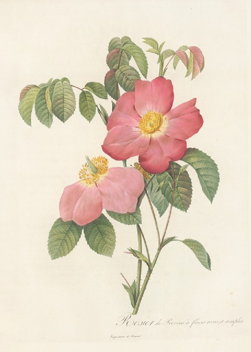 Pierre Joseph Redouté reprodukcija Rosa Gallica Rosea Flore Simplici (1817 - 1824), VISOS REPRODUKCIJOS , paveikslai, reprodu...