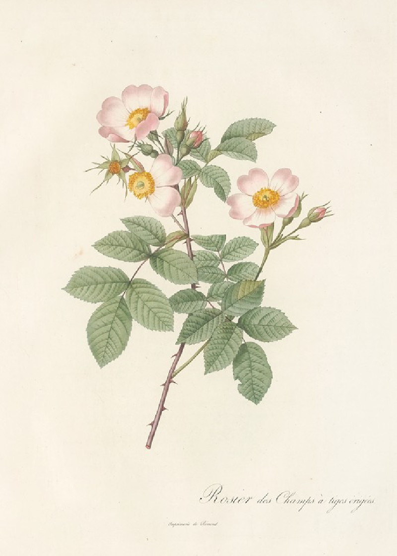 Pierre Joseph Redouté reprodukcija Rosa Stylosa (1817 - 1824), VISOS REPRODUKCIJOS , paveikslai, reprodukcijos internetu