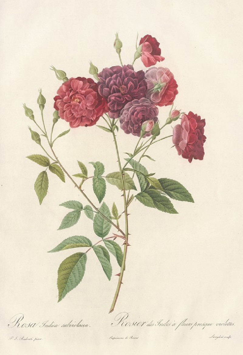 Rosa Indica Subviolacea (1817 - 1824) reproduction of painting by Pierre Joseph Redouté. ALL GICLEE PRINTS