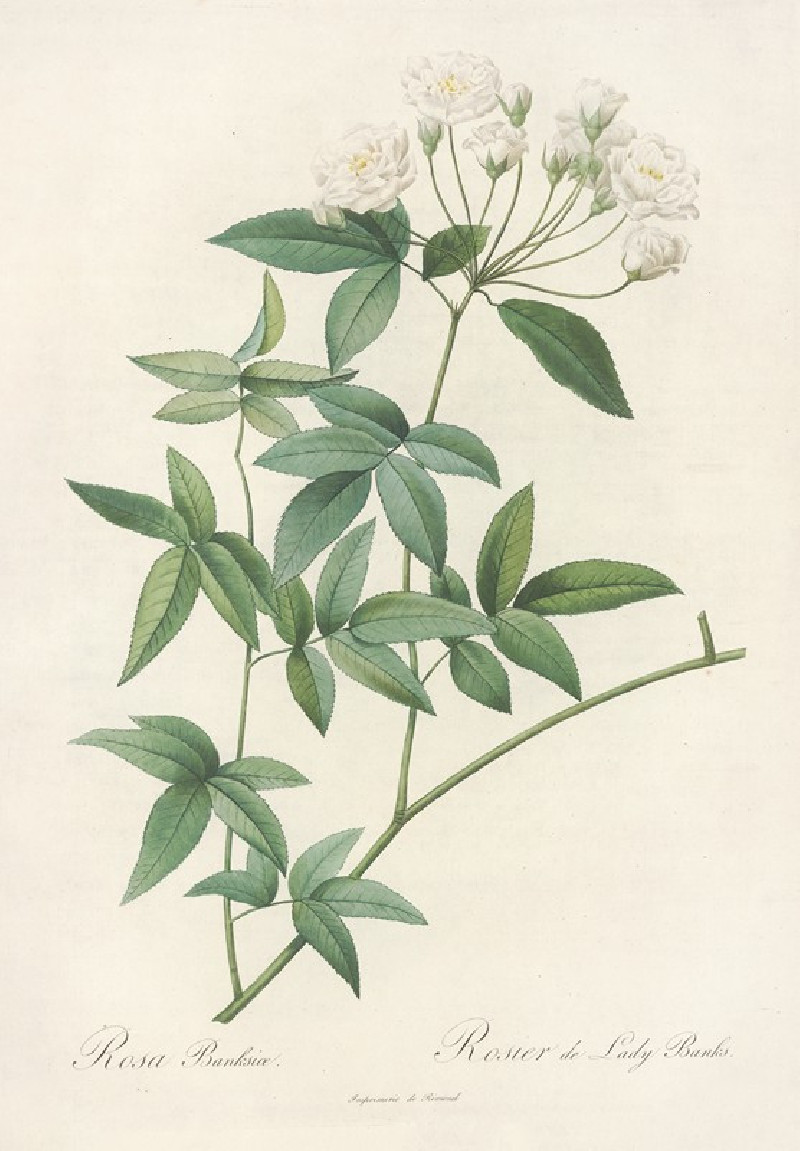 Rosa Banksiae (1817 - 1824) reproduction of painting by Pierre Joseph Redouté. ALL GICLEE PRINTS