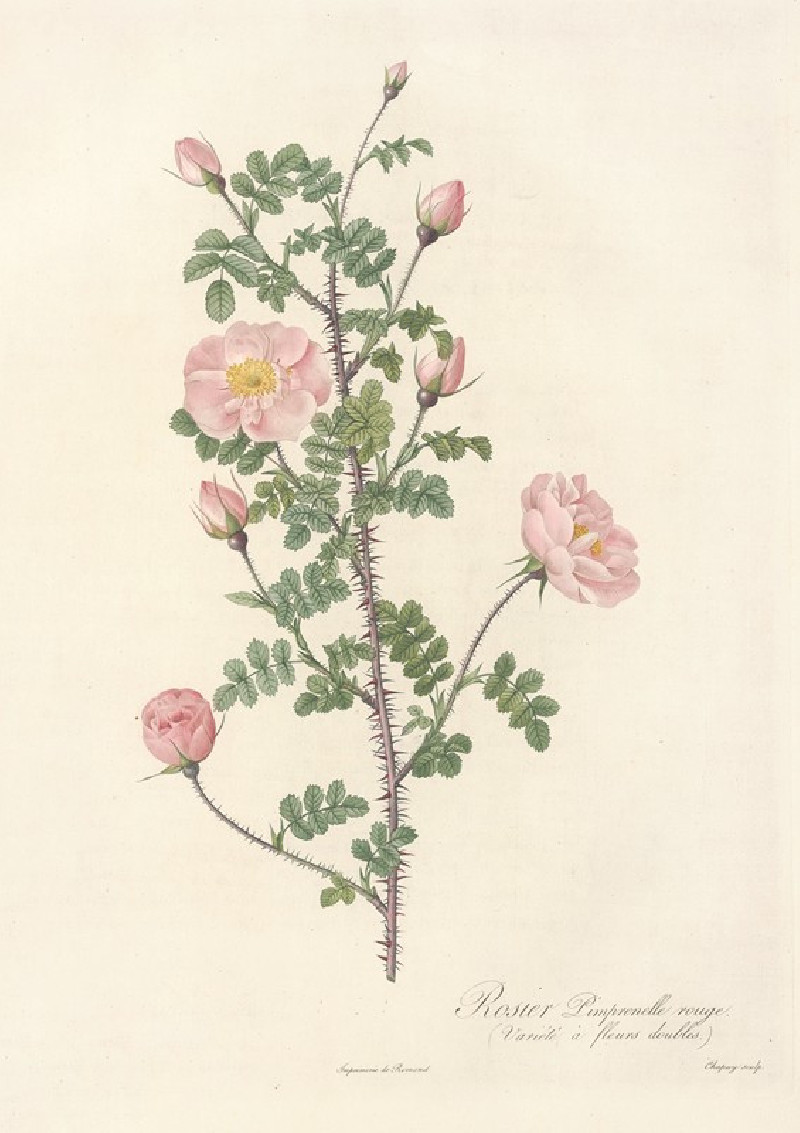 Rosa Pimpinellifolia Rubra (1817 - 1824) reproduction of painting by Pierre Joseph Redouté. ALL GICLEE PRINTS