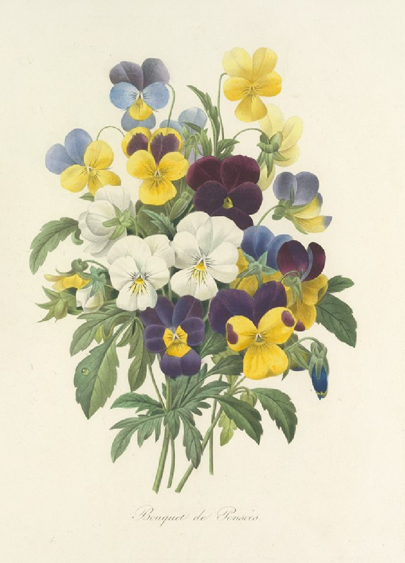 Choix des plus belles fleurs pl 067 (1827) reproduction of painting by Pierre Joseph Redouté. ALL GICLEE PRINTS