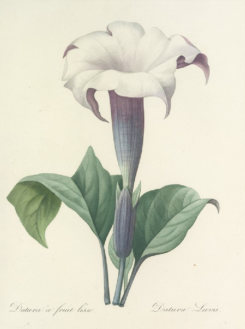 Choix des plus belles fleurs pl 033 (1827) reproduction of painting by Pierre Joseph Redouté. ALL GICLEE PRINTS