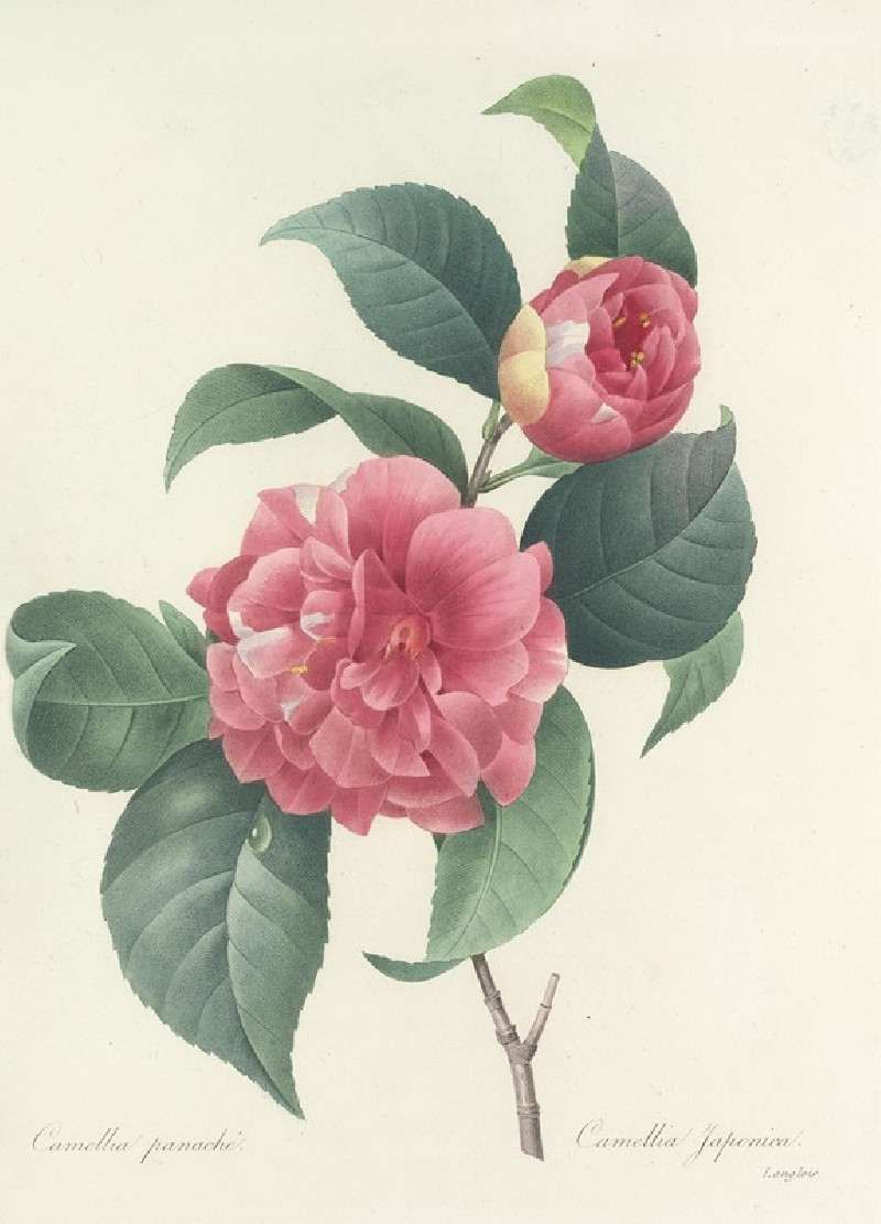 Choix des plus belles fleurs pl 018 (1827) reproduction of painting by Pierre Joseph Redouté. ALL GICLEE PRINTS