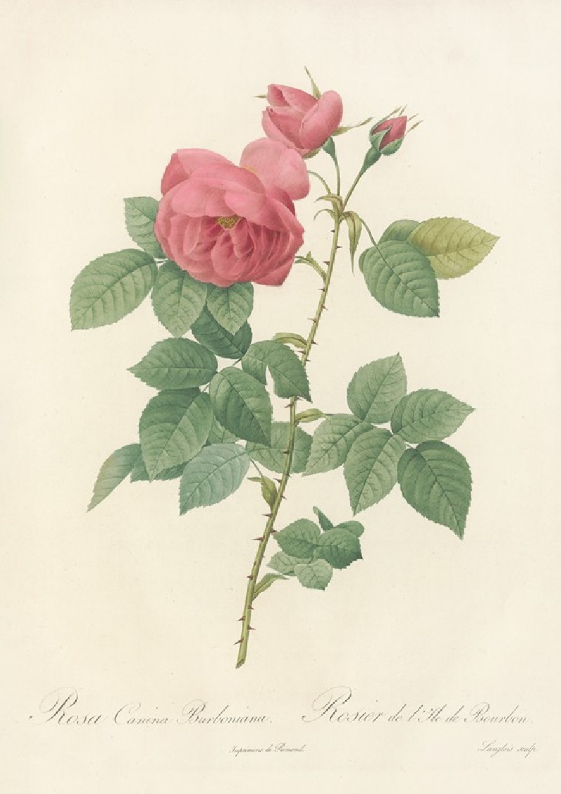 Rosa Canina Burboniana (1817 - 1824) reproduction of painting by Pierre Joseph Redouté. ALL GICLEE PRINTS