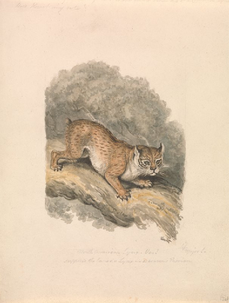 North American Lynx (ca. 1817) reproduction of painting by Samuel Howitt. ALL GICLEE PRINTS