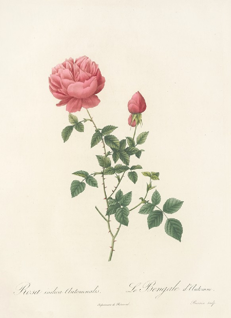 Rosa Indica Automnalis (1817 - 1824) reproduction of painting by Pierre Joseph Redouté. ALL GICLEE PRINTS