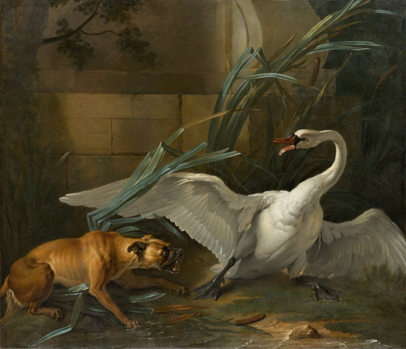 Swan Attacked by a Dog (1745) reproduction of painting by Jean-Baptiste Oudry. ALL GICLEE PRINTS