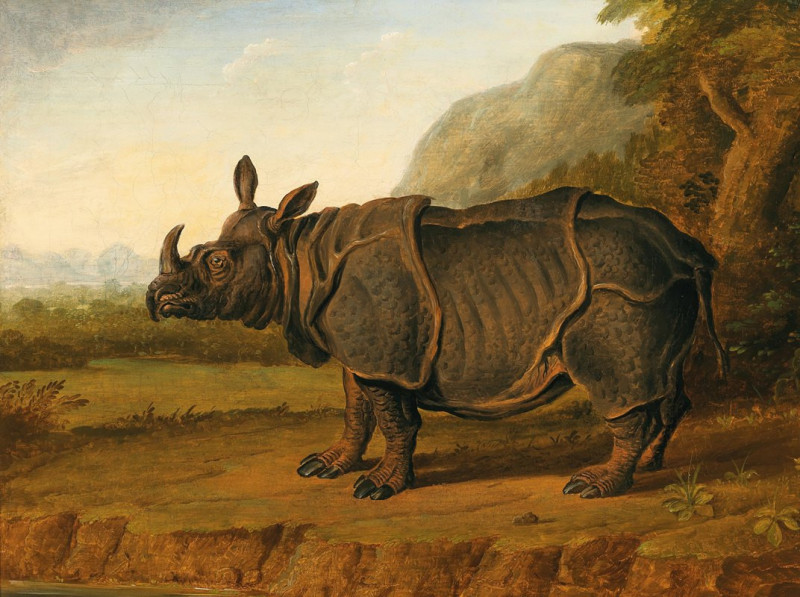 The Rhinoceros Clara reproduction of painting by . ALL GICLEE PRINTS