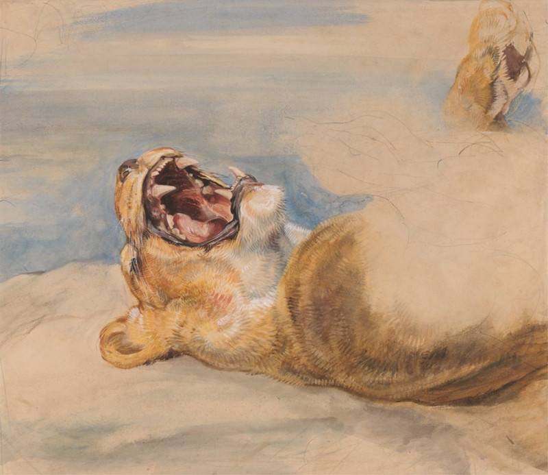 Study of a Lioness (ca. 1824) reproduction of painting by John Frederick Lewis. ALL GICLEE PRINTS