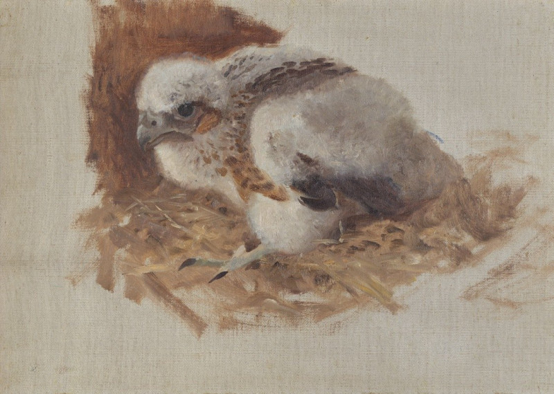 Detail Study of a Peregrine Falcon’s Nest (1896) reproduction of painting by Bruno Liljefors. ALL GICLEE PRINTS