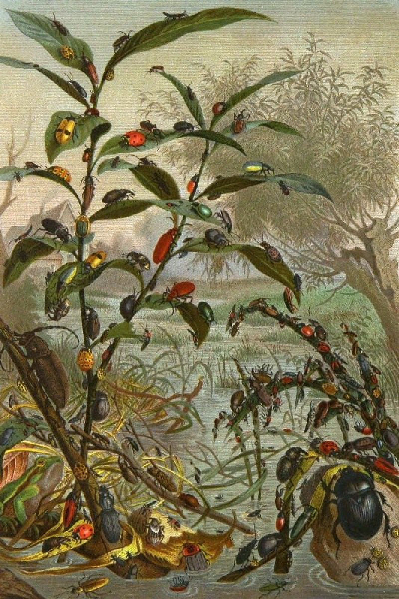 Die Insekten, Tausendfüssler und Spinnen Pl 02 (1877) reproduction of painting by Alfred Edmund Brehm. ALL GICLEE PRINTS