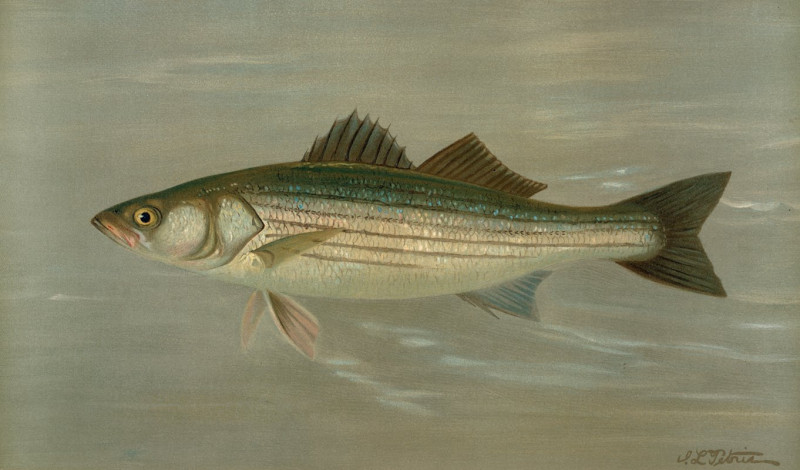 John L. Petrie reprodukcija The Striped Bass, Roccus lineatus. (1898), VISOS REPRODUKCIJOS , paveikslai, reprodukcijos internetu