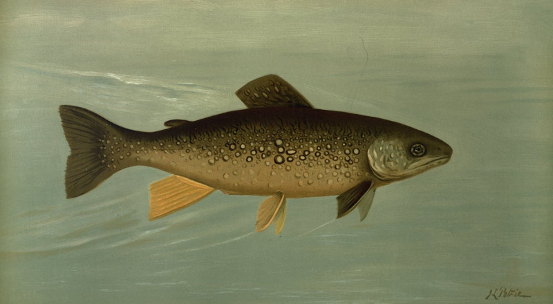 Hybrid Trout — Cross of the Lake and Brook Trout. (1898) reproduction of painting by John L. Petrie. ALL GICLEE PRINTS