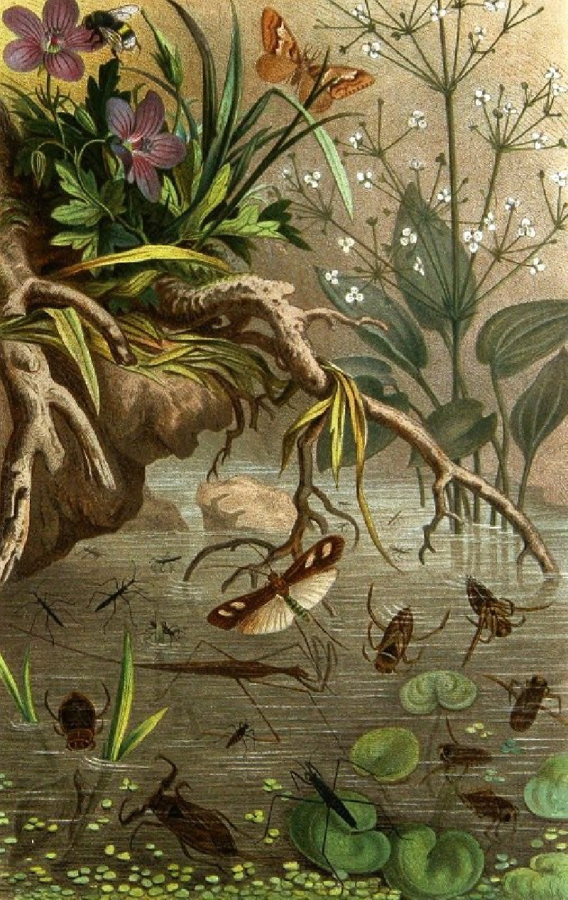 Die Insekten, Tausendfüssler und Spinnen Pl 20 (1877) reproduction of painting by Alfred Edmund Brehm. ALL GICLEE PRINTS