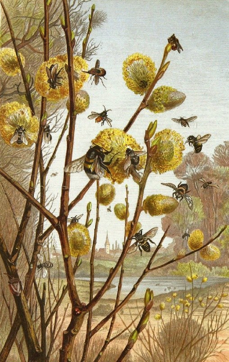 Die Insekten, Tausendfüssler und Spinnen Pl 07 (1877) reproduction of painting by Alfred Edmund Brehm. ALL GICLEE PRINTS