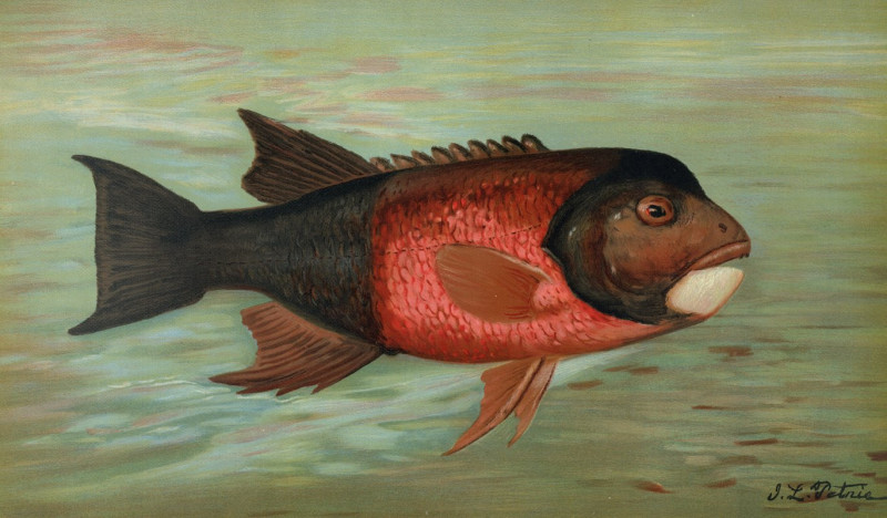 The Sacramento Pike, Squaw’s-fish or Yellow belly, Ptychocheilus oregonensis. (1898) reproduction of painting by John L. Petr...