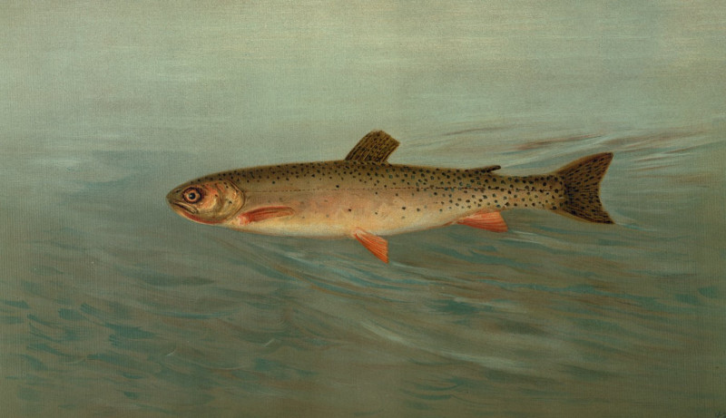 The Rocky Mountain Trout, Salmo mykiss. (1898) reproduction of painting by John L. Petrie. ALL GICLEE PRINTS