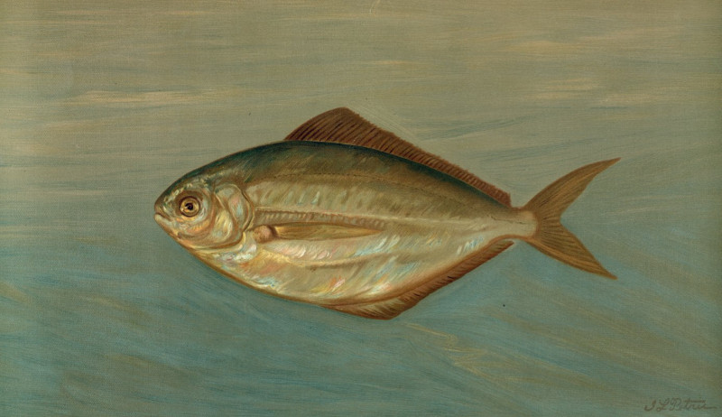 The Dollar or Butter Fish, Rhombus triacanthus. (1898) reproduction of painting by John L. Petrie. ALL GICLEE PRINTS