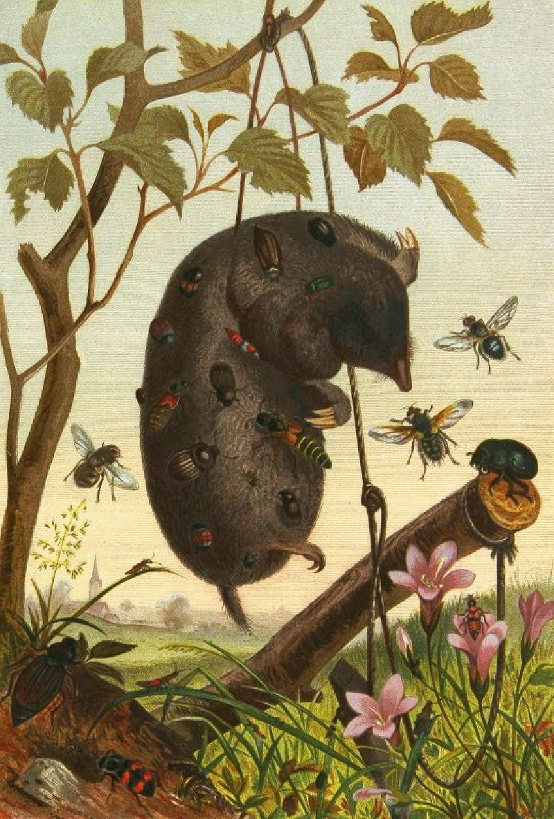 Alfred Edmund Brehm reprodukcija Die Insekten, Tausendfüssler und Spinnen Pl 04 (1877), VISOS REPRODUKCIJOS , paveikslai, re...