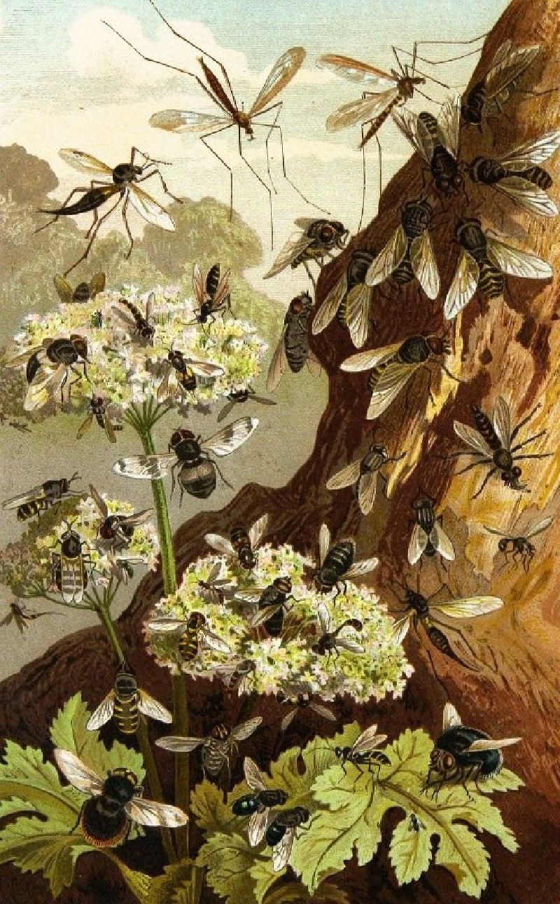 Die Insekten, Tausendfüssler und Spinnen Pl 13 (1877) reproduction of painting by Alfred Edmund Brehm. ALL GICLEE PRINTS