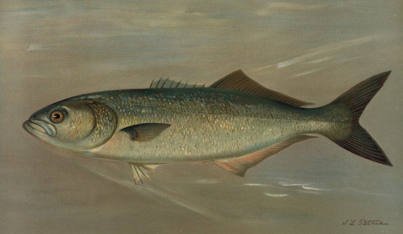 The Bluefish, Pomatomus saltatrix. (1898) reproduction of painting by John L. Petrie. ALL GICLEE PRINTS