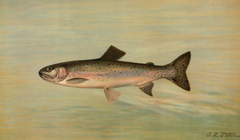 The Kern River Trout, Salmo irideus gilberti. (1898) reproduction of painting by John L. Petrie. ALL GICLEE PRINTS