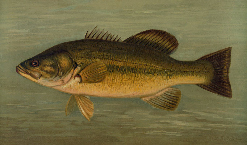 The Large-Mouthed Black Bass, Micropterus salmoides. (1898) reproduction of painting by John L. Petrie. ALL GICLEE PRINTS