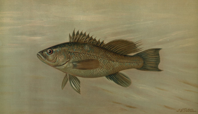 The Sea Bass, Centropristes striatus. (1898) reproduction of painting by John L. Petrie. ALL GICLEE PRINTS