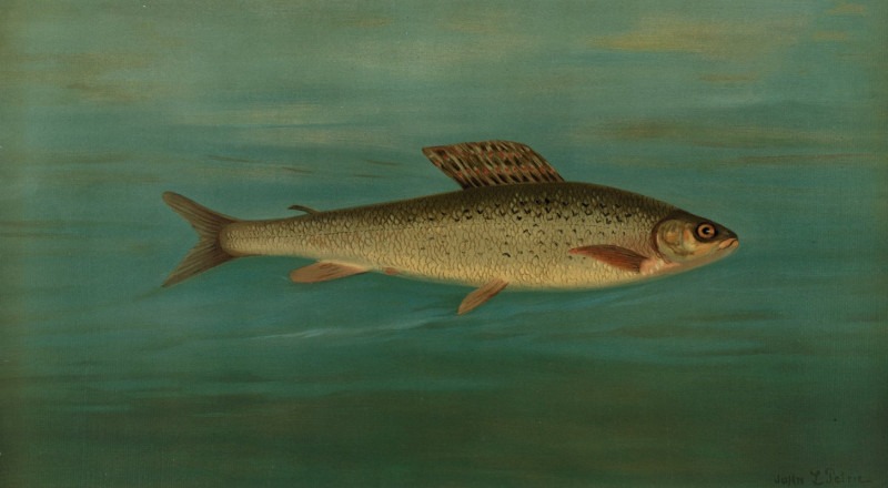 The Montana Grayling, Thymallus signifer montanus. (1898) reproduction of painting by John L. Petrie. ALL GICLEE PRINTS