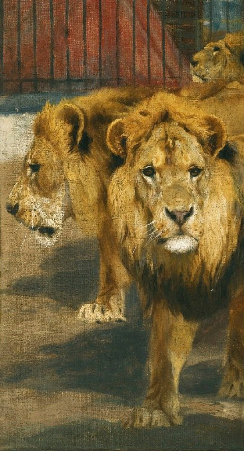 Lions reproduction of painting by Wilhelm Kuhnert. ALL GICLEE PRINTS